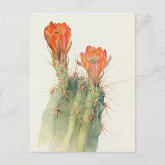 Hedgel Cactus van Margaret Armstrong Briefkaart (Voorkant)