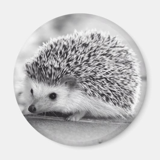 Hedgel Magnet (Voorkant)