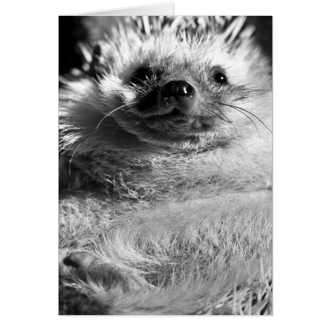 Hedgie (Voorkant)