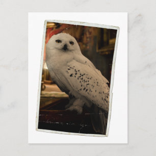 Hedwig 3 briefkaart