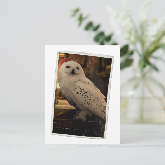 Hedwig 3 briefkaart (Staand voorkant)