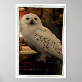 Hedwig 3 poster (Voorkant)