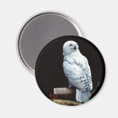 Hedwig over boeken magneet (Voorkant / Achterkant)