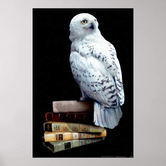 Hedwig over boeken poster (Voorkant)