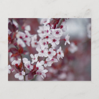 Heeft iemand een bokeh besteld? briefkaart