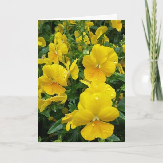 ***HEEFT JUBILEUM** ZISTER EN KAART VAN DE BAND (Voorkant)