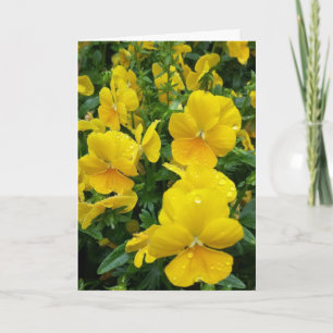 ***HEEFT JUBILEUM** ZISTER EN KAART VAN DE BAND