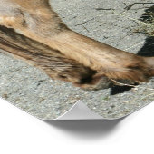 HeeHaw Poster (Hoek)