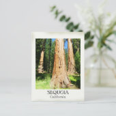 Heel mooi Sequoia Briefkaart! Briefkaart (Staand voorkant)