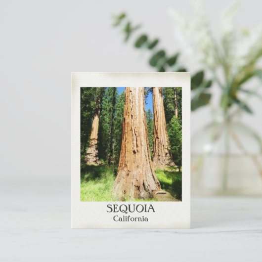 Heel mooi Sequoia Briefkaart! Briefkaart (Staand voorkant)