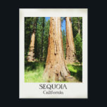 Heel mooi Sequoia Briefkaart! Briefkaart<br><div class="desc">Mooi Sequoia Briefkaart! Foto van MammaBASIL.</div>