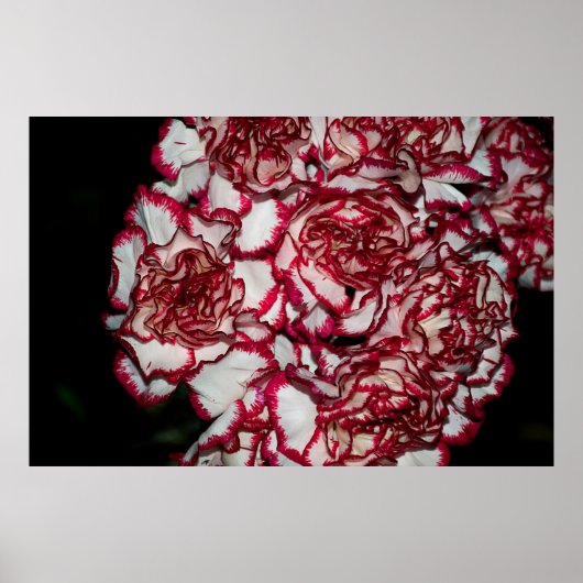 Heel mooie kleurrijke anjer dicht bij elkaar poster (Voorkant)