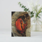 Heel mooie tomatenkikker. Kikker met ongebruikelij Briefkaart (Staand voorkant)