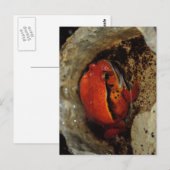 Heel mooie tomatenkikker. Kikker met ongebruikelij Briefkaart (Voorkant / Achterkant)