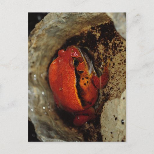 Heel mooie tomatenkikker. Kikker met ongebruikelij Briefkaart (Voorkant)