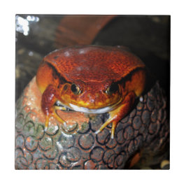 Heel mooie tomatenkikker. Kikker met ongebruikelij Tegeltje