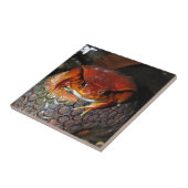 Heel mooie tomatenkikker. Kikker met ongebruikelij Tegeltje (Zijkant)