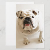 Heel schattige Bulldog Briefpapier (Voorkant / Achterkant)