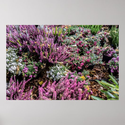 Heer en bessen poster (Voorkant)