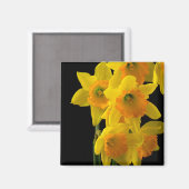 Heerlijk Gele en Oranje Daffodils Magneet (Voorkant / Achterkant)