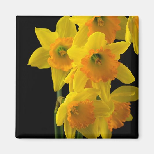 Heerlijk Gele en Oranje Daffodils Magneet (Voorkant)