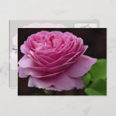 Heerlijk Hybrid Tea Roos 'Heirloom' Briefkaart (Voorkant / Achterkant)