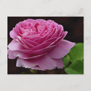 Heerlijk Hybrid Tea Roos 'Heirloom' Briefkaart