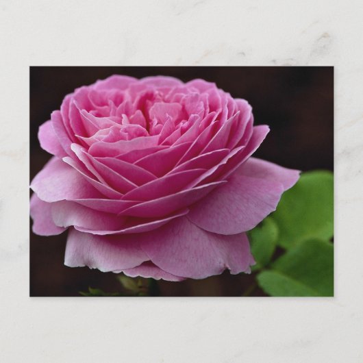 Heerlijk Hybrid Tea Roos 'Heirloom' Briefkaart (Voorkant)