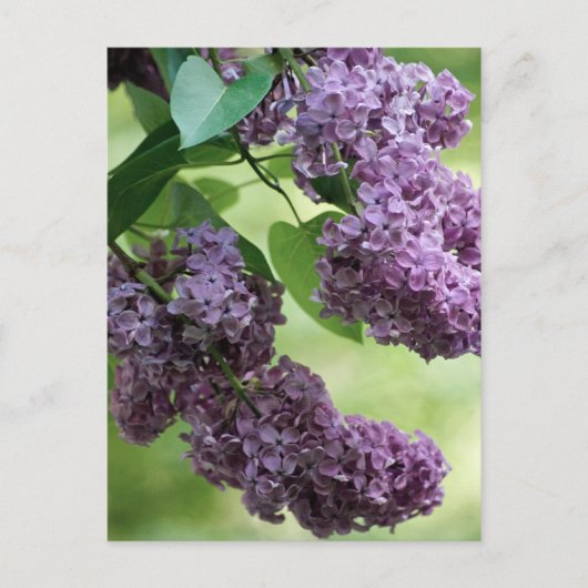 Heerlijk lente Briefkaart (Voorkant)