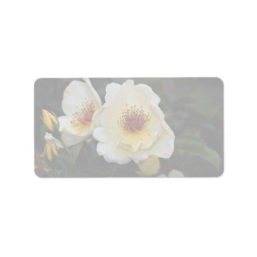 Heerlijk struik Roos 'Golden Wings' Etiket (Voorkant)