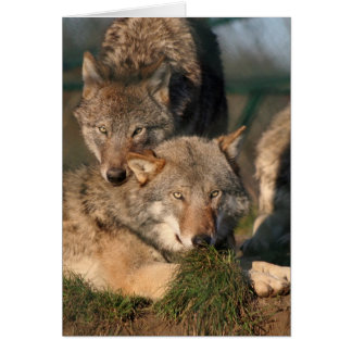 heerlijk wolfpaar