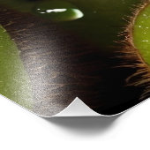 Heerlijke groene kiwi's foto afdruk (Hoek)