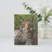 heerlijke lynx rust briefkaart (Staand voorkant)