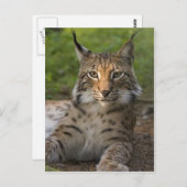heerlijke lynx rust briefkaart (Voorkant / Achterkant)