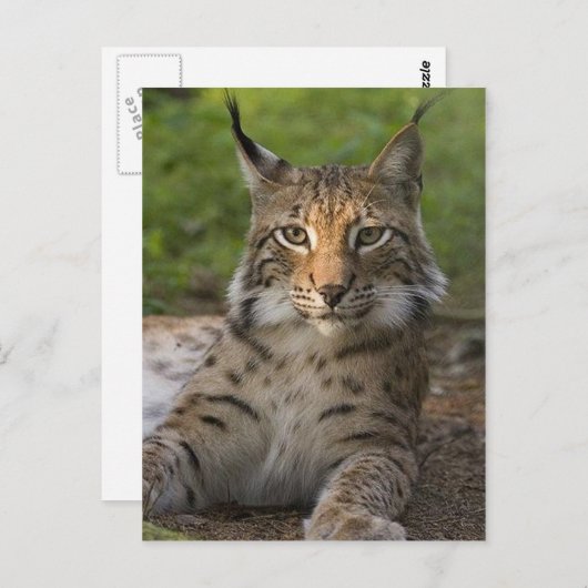 heerlijke lynx rust briefkaart (Voorkant / Achterkant)