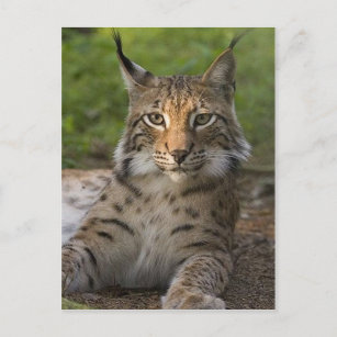 heerlijke lynx rust briefkaart
