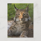 heerlijke lynx rust briefkaart (Voorkant)