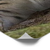 heerlijke lynx rust poster (Hoek)