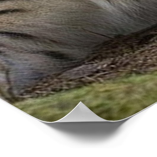 heerlijke lynx rust poster (Hoek)