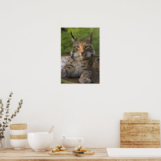heerlijke lynx rust poster (Keuken)