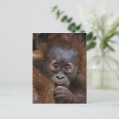 heerlijke orang baby briefkaart (Staand voorkant)