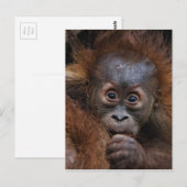 heerlijke orang baby briefkaart (Voorkant / Achterkant)