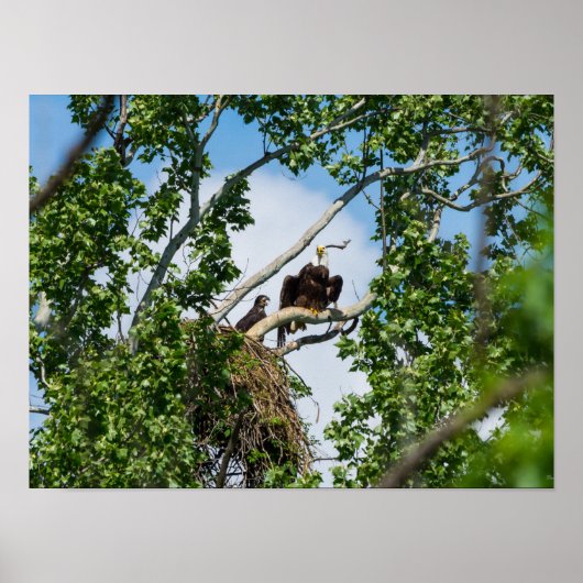 Heet Eagles Poster (Voorkant)