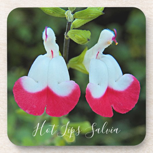Heet Lips Salvia Floral Bier Onderzetter (Voorkant)