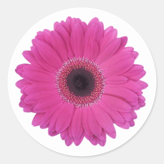 Heet Magenta Roze Gerbera Daisy Bloem Ronde Sticker (Voorkant)