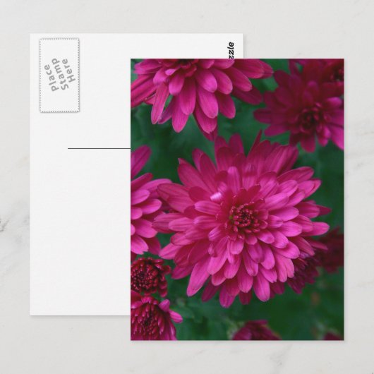 Heet Mam. Briefkaart (Voorkant / Achterkant)