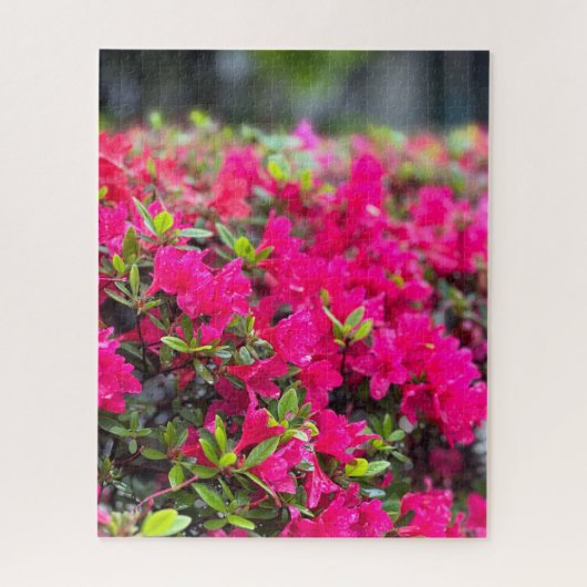 Heet Roze Azalea, Seoul Legpuzzel (Verticaal)
