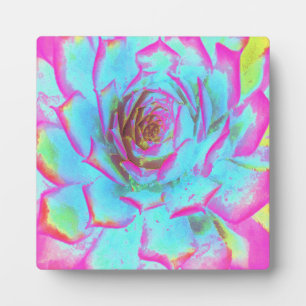 Heet roze en blauwe succulente Sedum rozet Fotoplaat