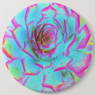 Heet roze en blauwe succulente Sedum rozet Ronde Button 6,0 Cm