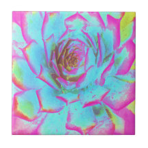 Heet roze en blauwe succulente Sedum rozet